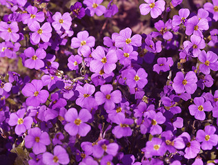 Image showing violet flower back
