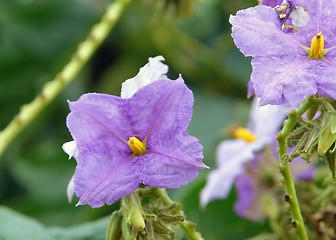 Image showing violet flowers in Africa