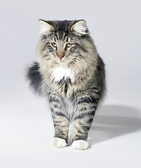 Image showing tabby Norwegian Forest cat