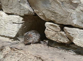 Image showing striped grass mouse