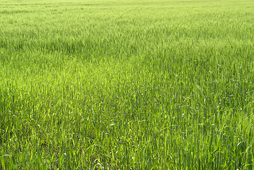 Image showing full frame grassland