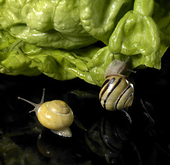 Image showing Grove snails and green salad leaf
