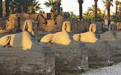 Image showing sphinxes at Luxor Temple in Egypt