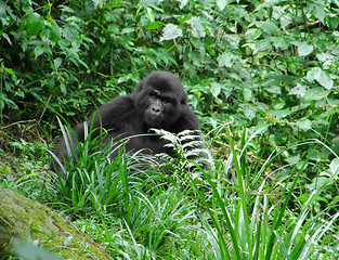 Image showing Gorilla in green vegetation