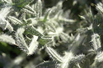 Image showing thistle leaves detail