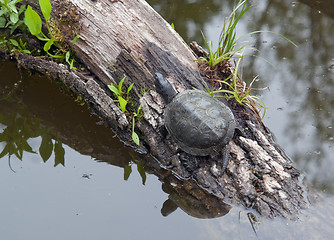 Image showing European pond terrapin