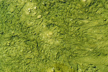 Image showing green slime with small bubbles