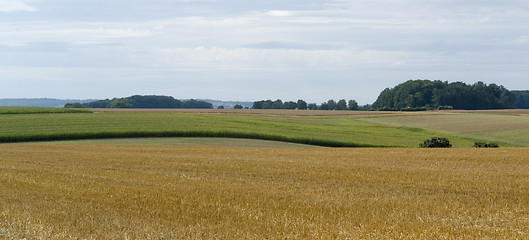 Image showing rural pictorial agriculture scenery at summer time