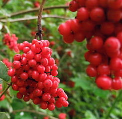 Image showing red berries