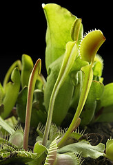 Image showing carnivorous plants