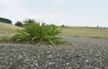 Image showing tarmac surrounded plant