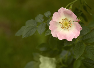 Image showing dog rose in green blurry back