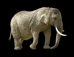 Image showing african elephant