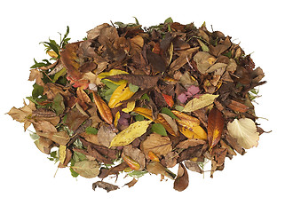 Image showing pile of autumn leaves