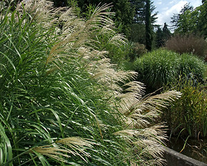 Image showing decorative grass plants