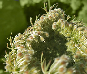 Image showing abstract wild carrot detail