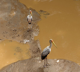 Image showing two Storks on muddy ground