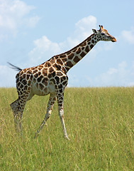 Image showing Giraffe in Uganda