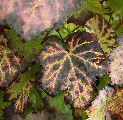 Image showing grape leaves detail