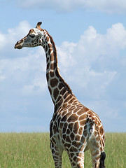 Image showing Rothschild Giraffe in Uganda