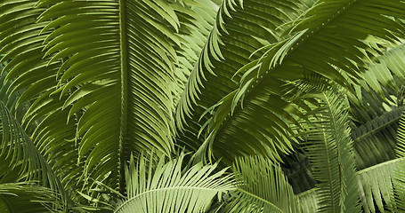 Image showing abstract leaves background