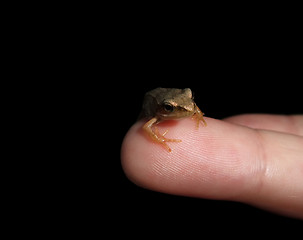 Image showing little frog on finger tip