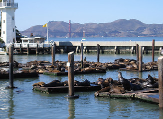 Image showing harbor with Sea Lions in San Francisco