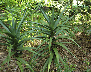 Image showing Aloe in Zanzibar