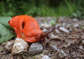 Image showing red slug on the ground