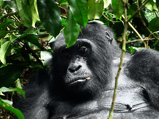 Image showing Gorilla in Africa