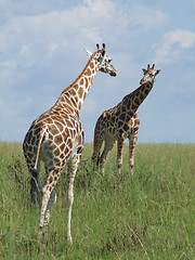 Image showing two Giraffes in african savannah