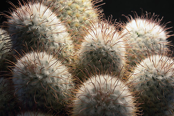 Image showing cactus closeup