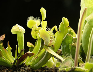 Image showing carnivorous plants