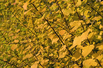 Image showing yellow autumn leaves