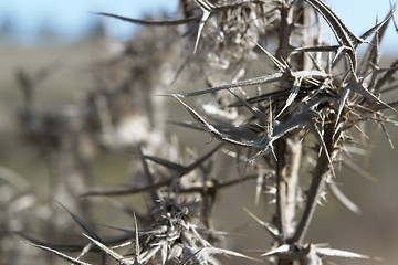 Image showing brown thorny withered plant detail