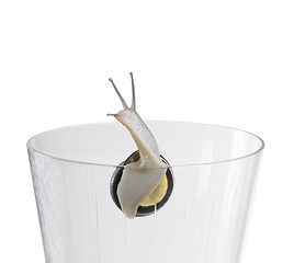 Image showing Grove snail on a drinking glass