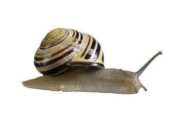 Image showing creeping grove snail