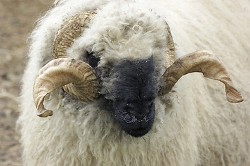 Image showing Valais Blacknose sheep