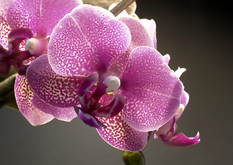 Image showing violet orchid flower