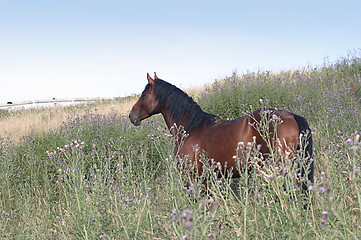 Image showing brown horse on a meadow