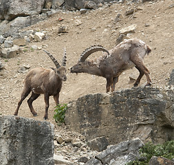 Image showing two Alpine Ibex at fight in stony ambiance