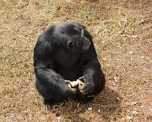 Image showing chimpanzee sitting on grassy ground