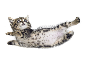 Image showing falling kitten