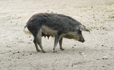 Image showing Mangalitsa pig