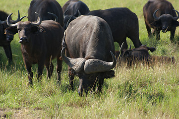 Image showing African Buffalos grazing in Uganda
