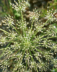 Image showing abstract wild carrot detail