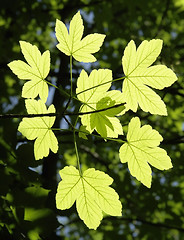 Image showing ornamental leaves sunny floodlit