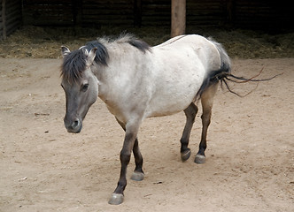Image showing Tarpan and stable