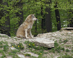 Image showing Gray Wolf sitting on small hill