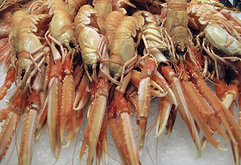 Image showing crustaceans